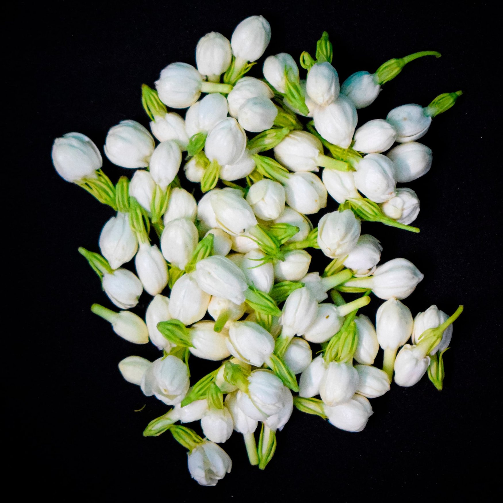 Jasmin (Arabischer)