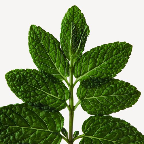 Menta piperita ingrediente de perfume Wikiparfum