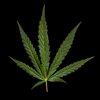 Cannabis-Akkord