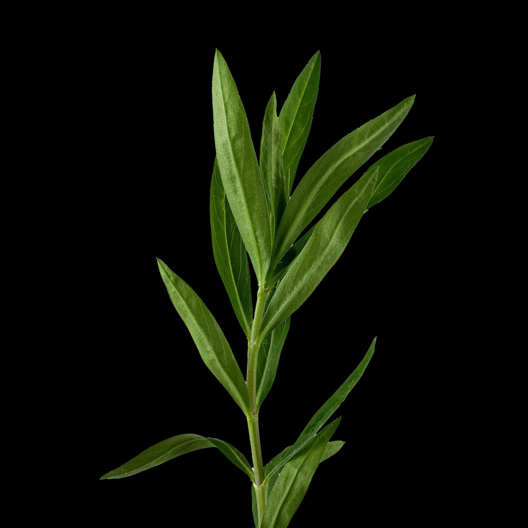 نبات الطرخون