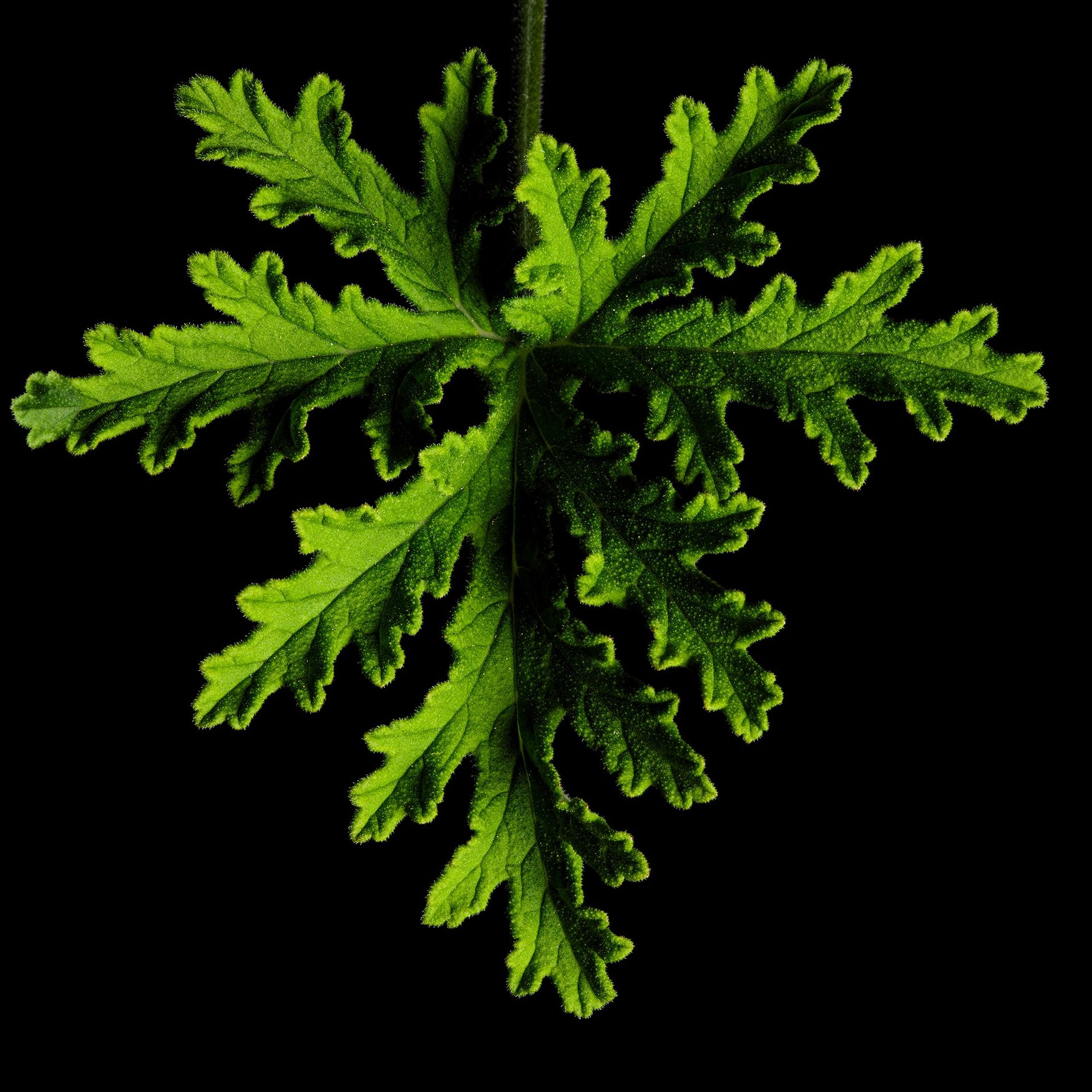 Géranium