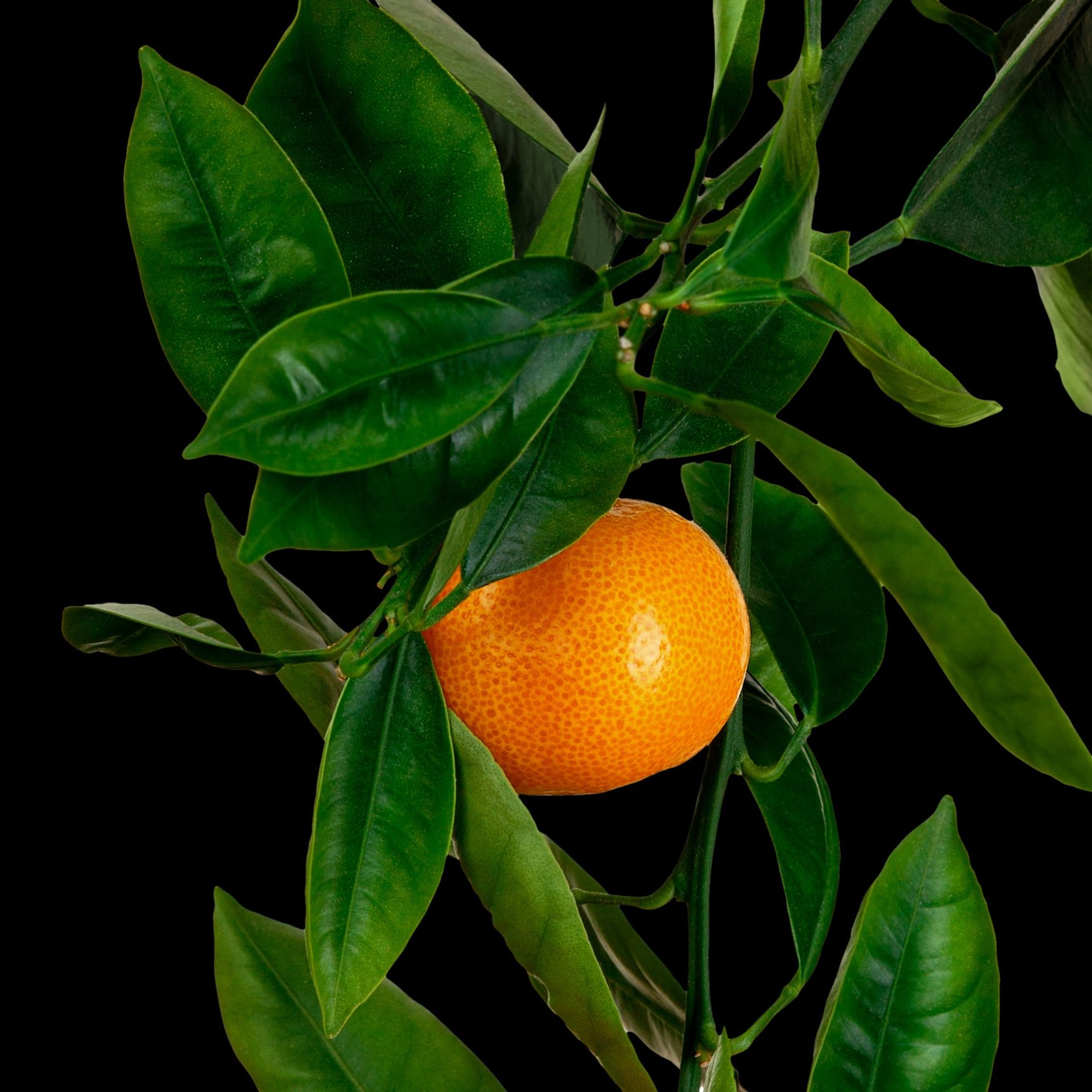 Foglie di mandarino