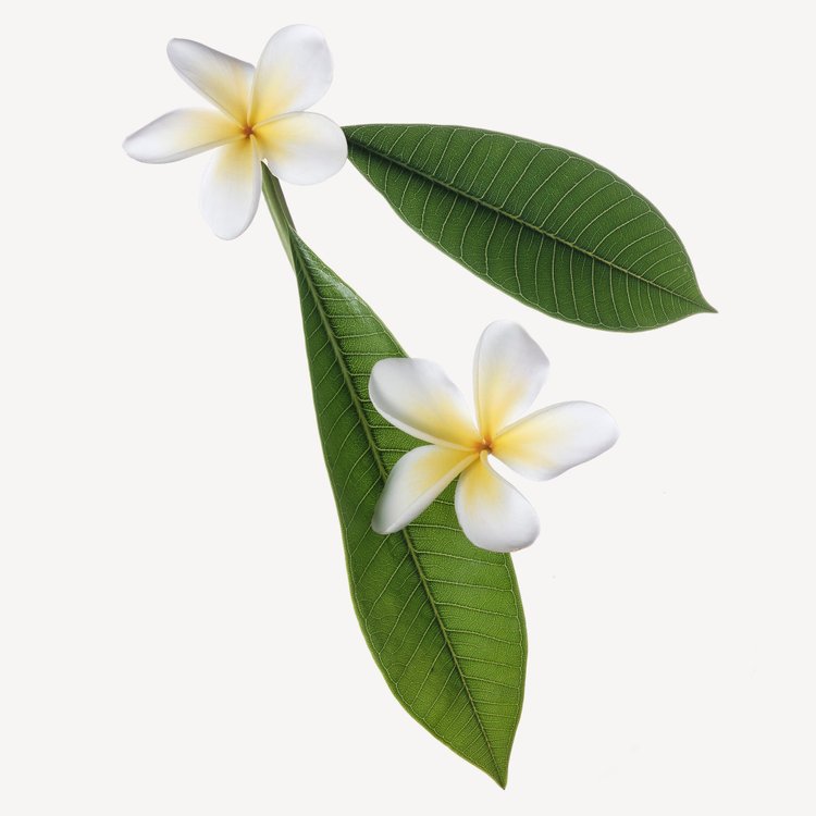 ATTIMO L'EAU FLORALE perfume de Salvatore Ferragamo - Wikiparfum
