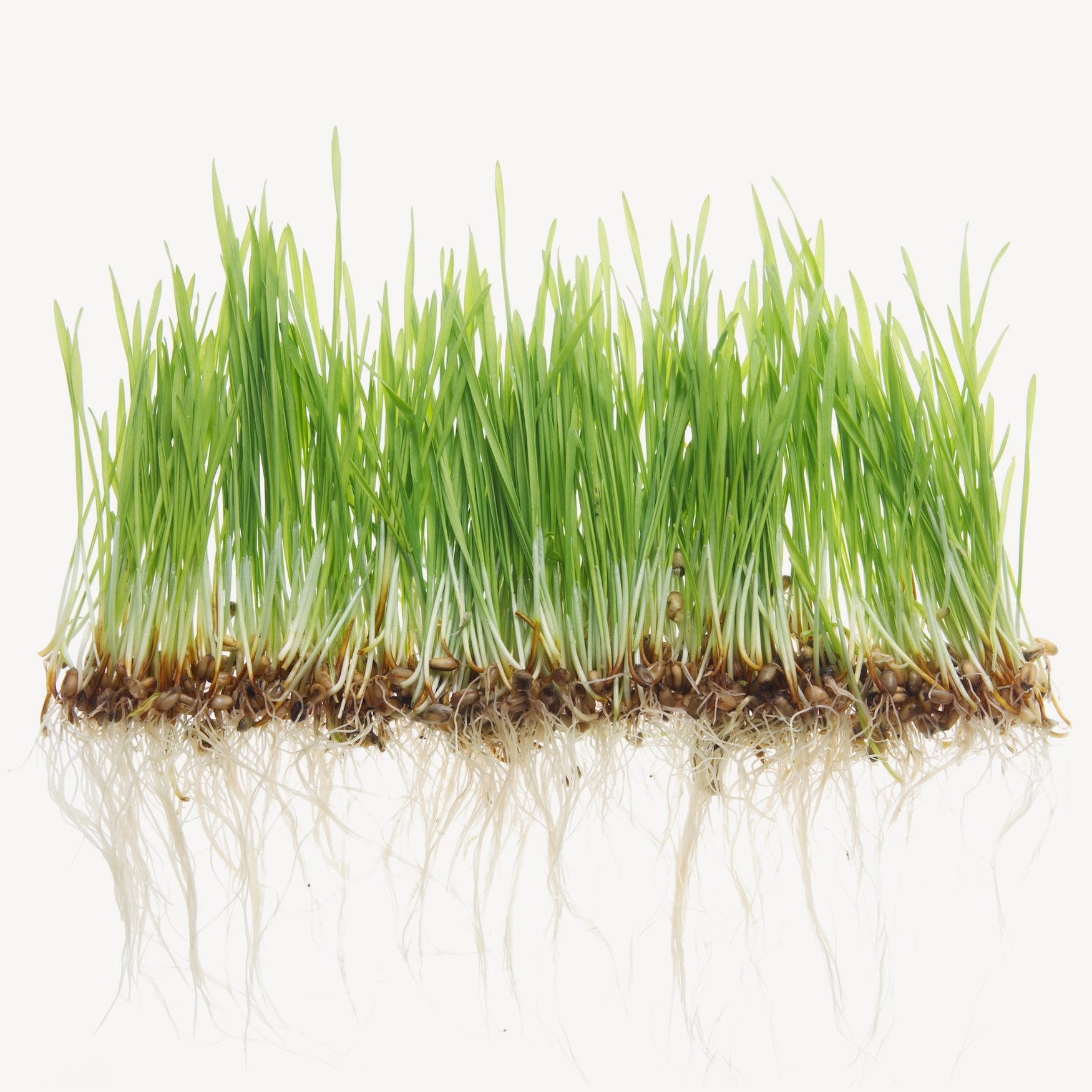 Frisch gemähtes Gras