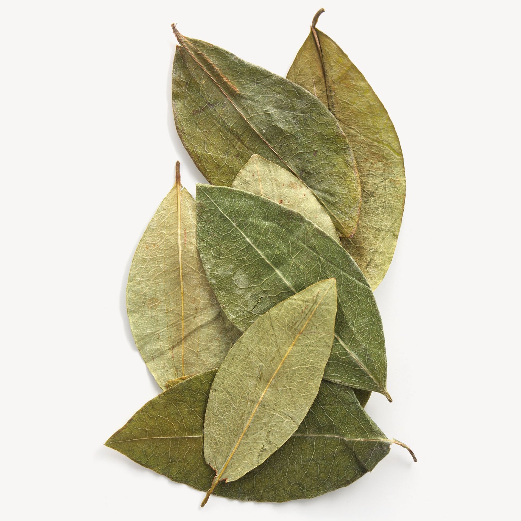 Coca Leaves