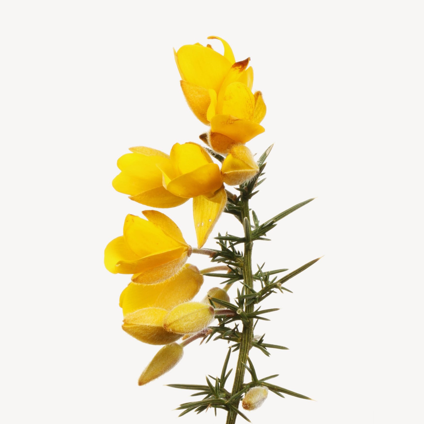 Ginestrone