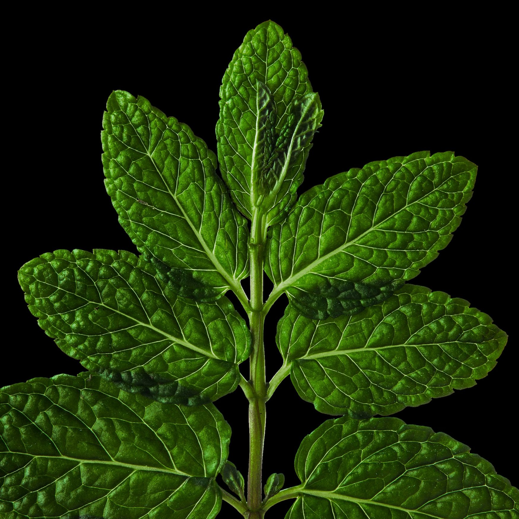 Menta Pebrera