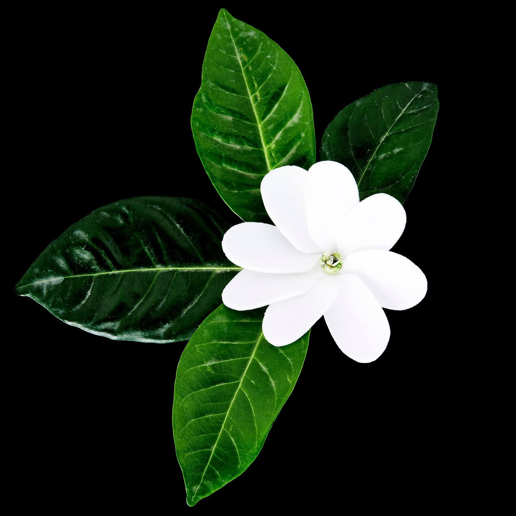 Gardenia di Tahiti