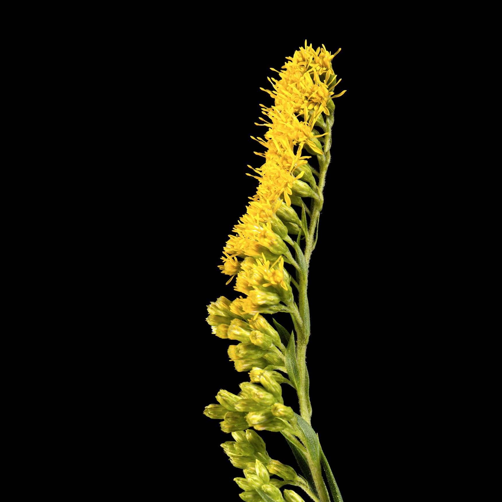 Vara de Oro
