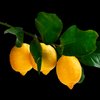 Lemon Petitgrain (Leaves)