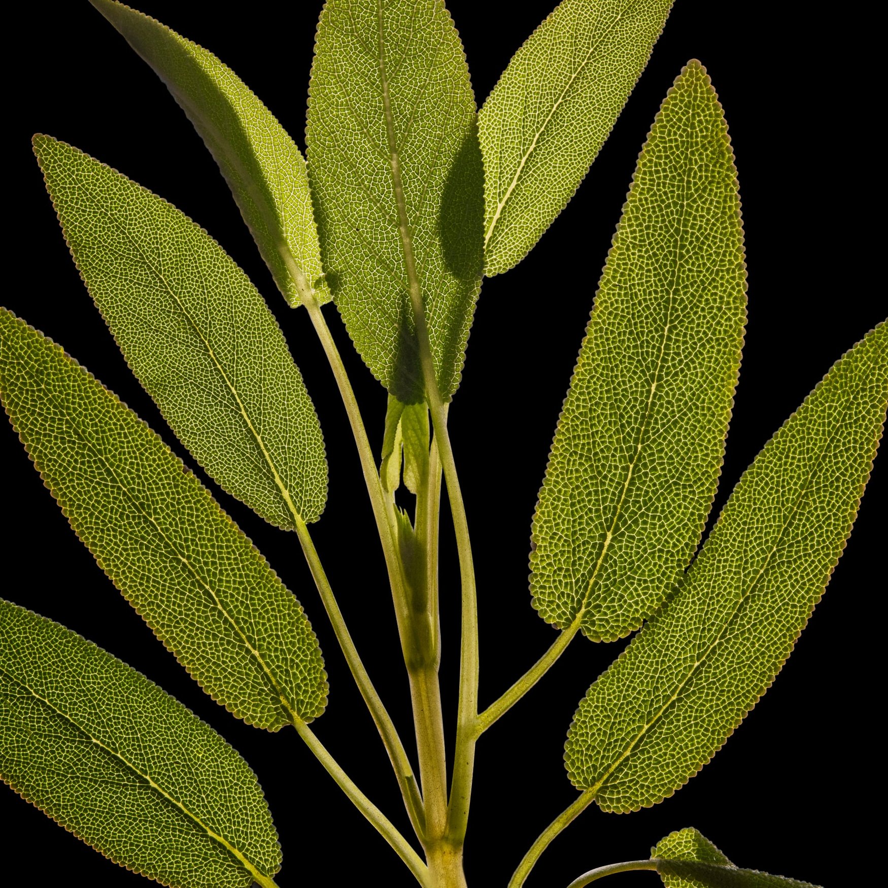 Clary Sage