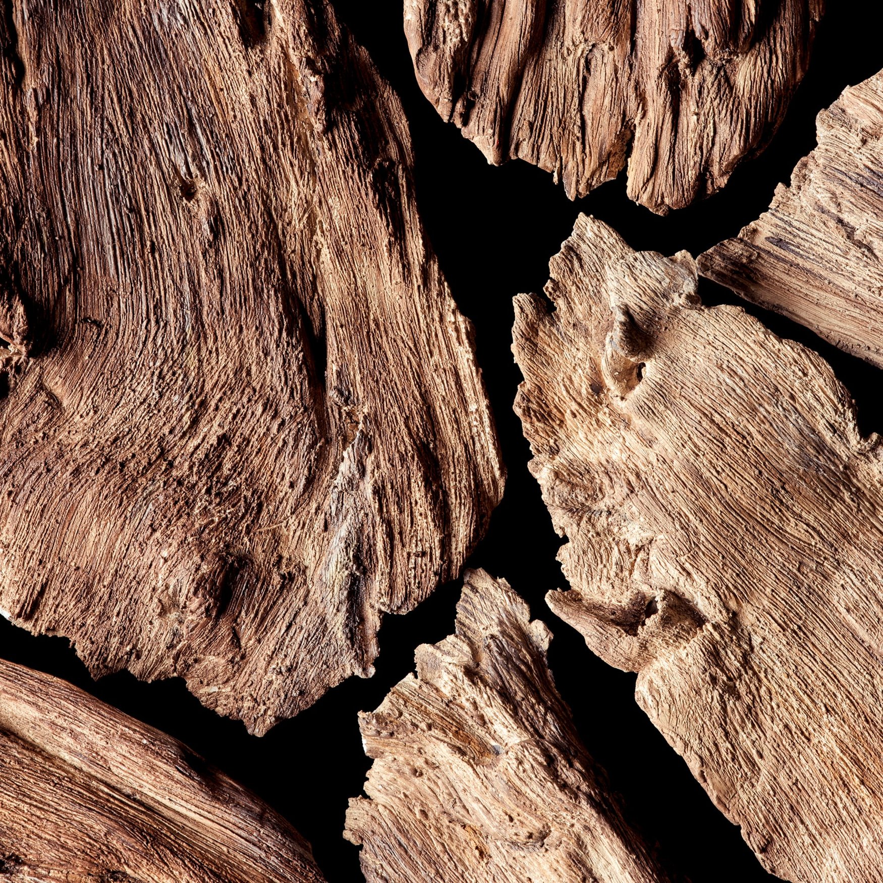 Woody Notes
