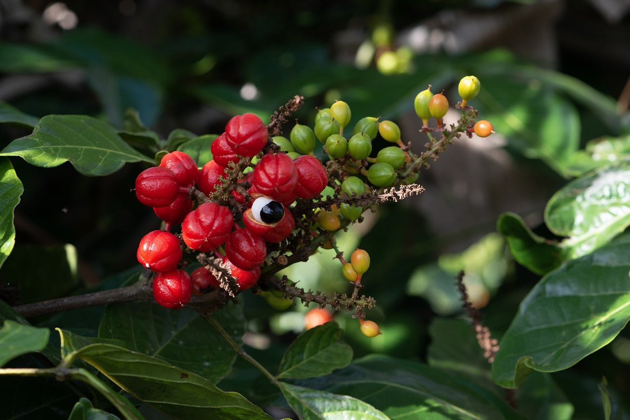 Guarana perfume ingredient - Wikiparfum