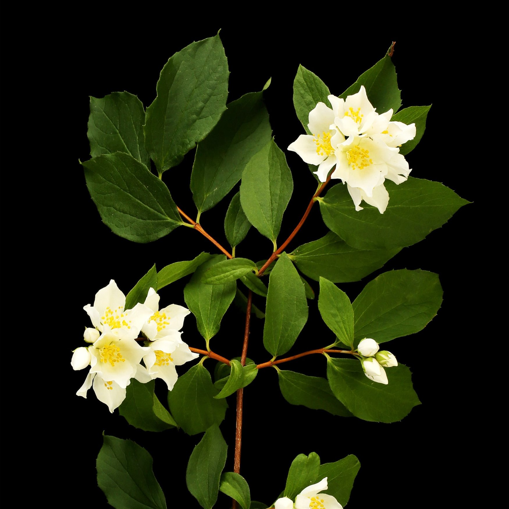 Philadelphus