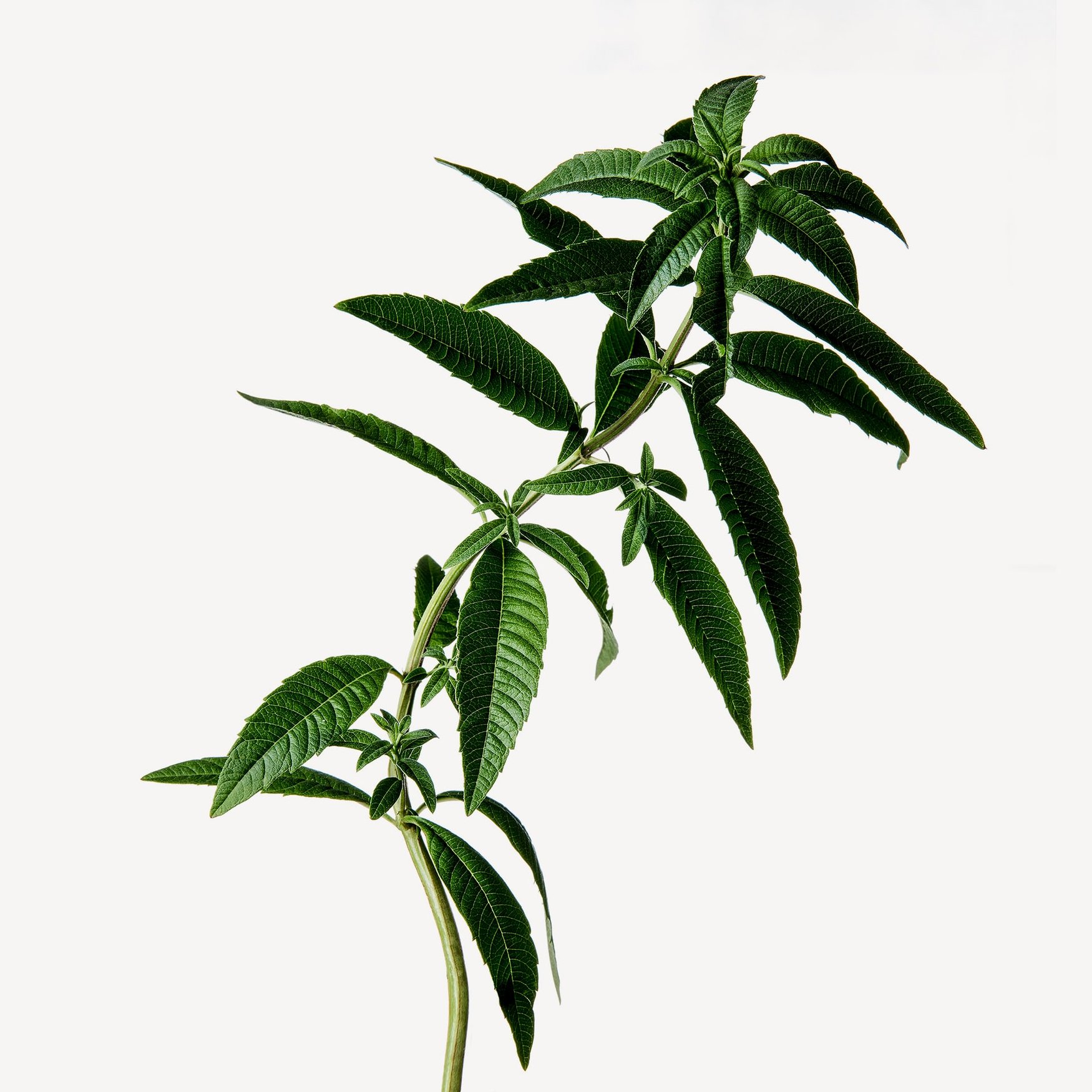 Verveine