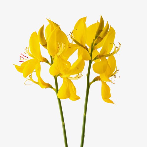 FLEUR D'OR & ACACIA perfume by L'Occitane - Wikiparfum