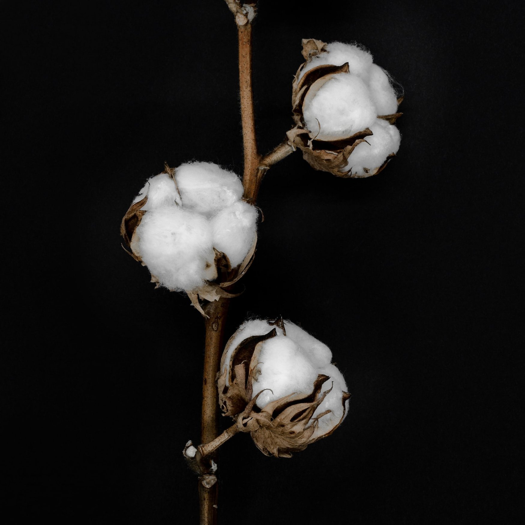 Flor de algodón