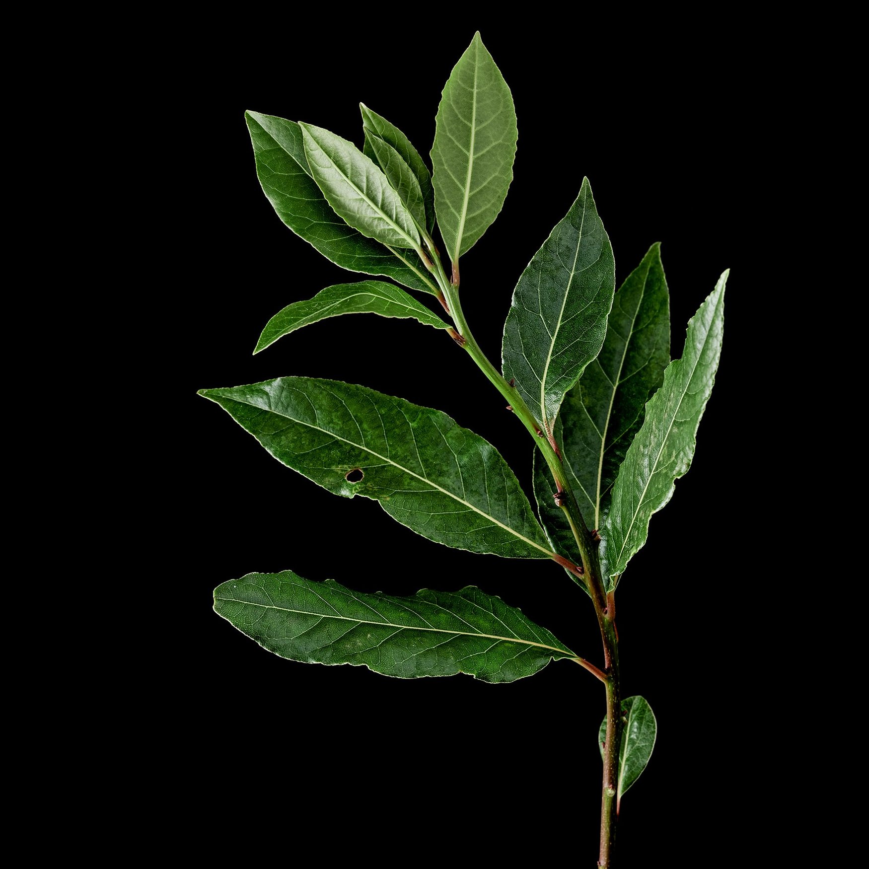 Laurel