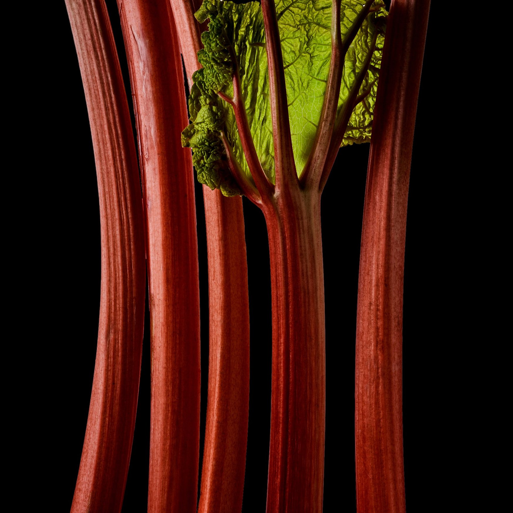 Ruibarbo