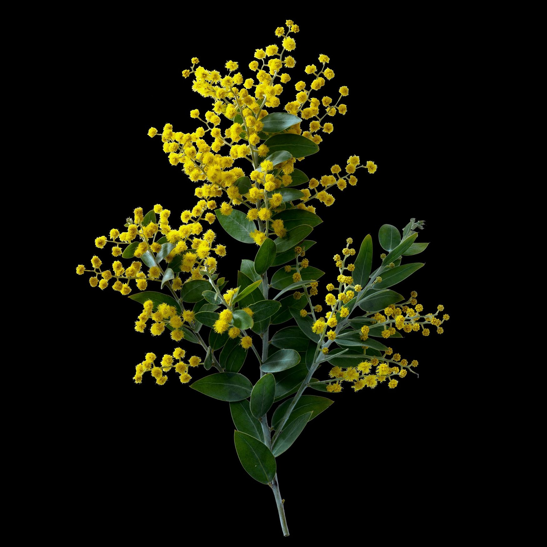 Acacia