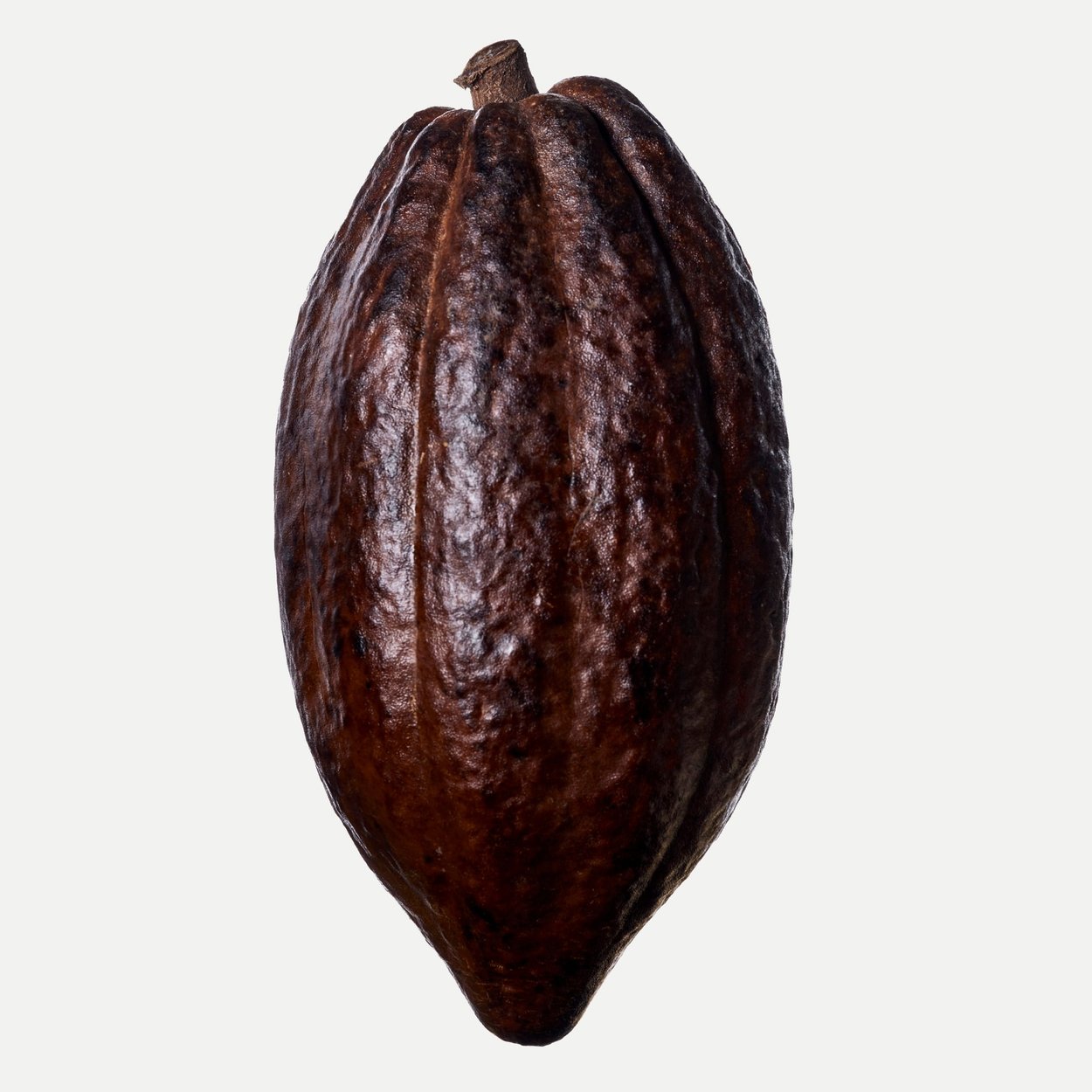 Cocoa perfume ingredient - Wikiparfum