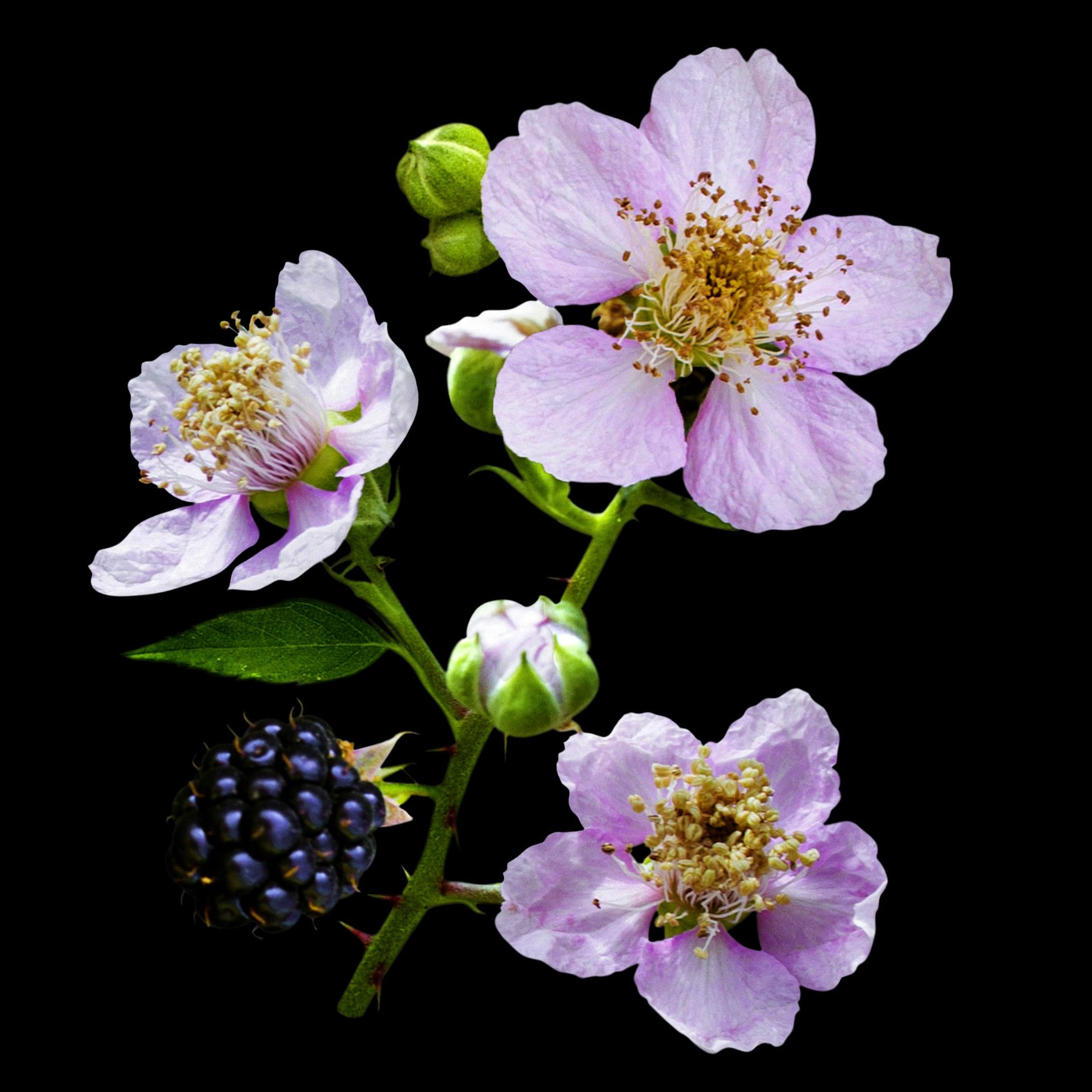 Fleur de Framboisier