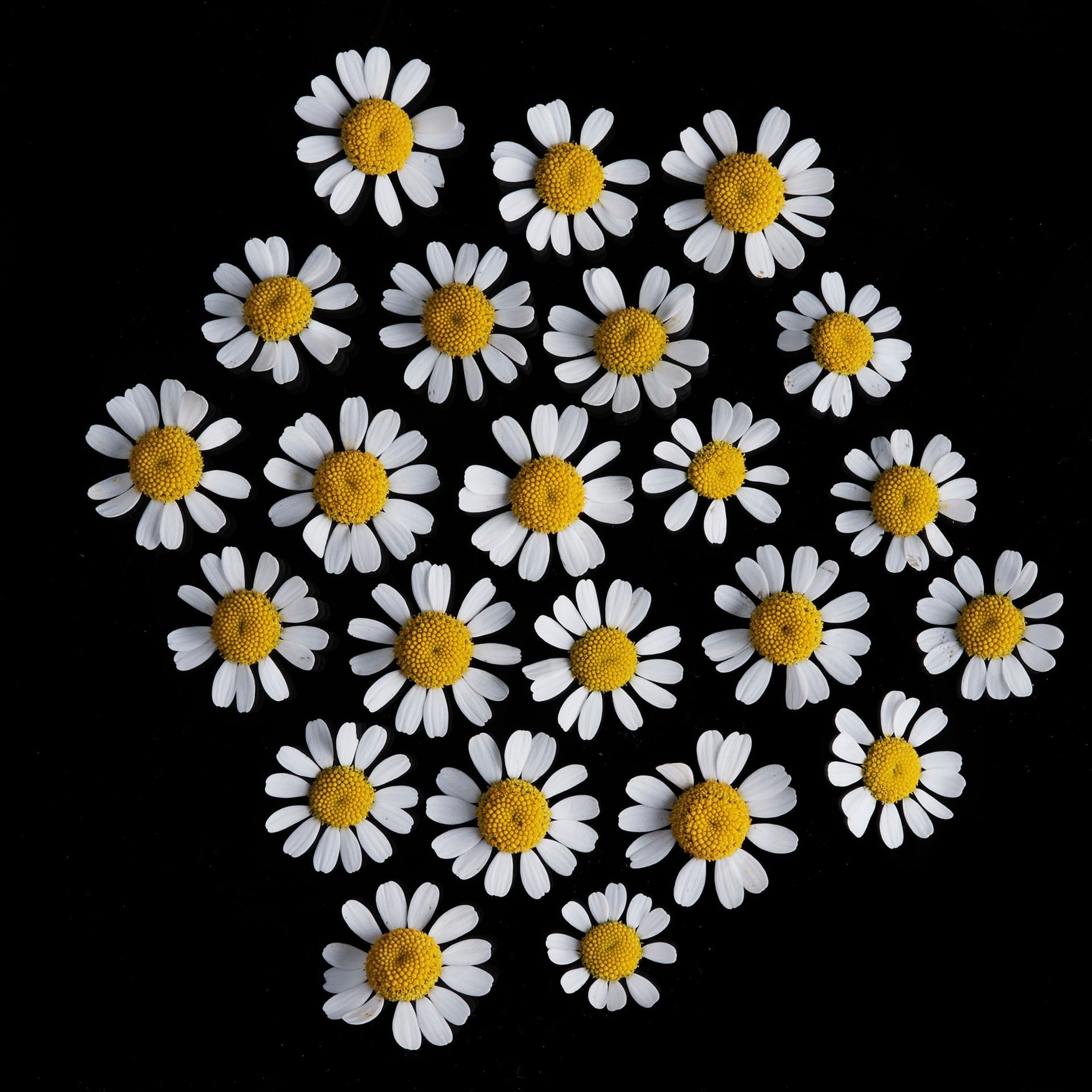 Camomille