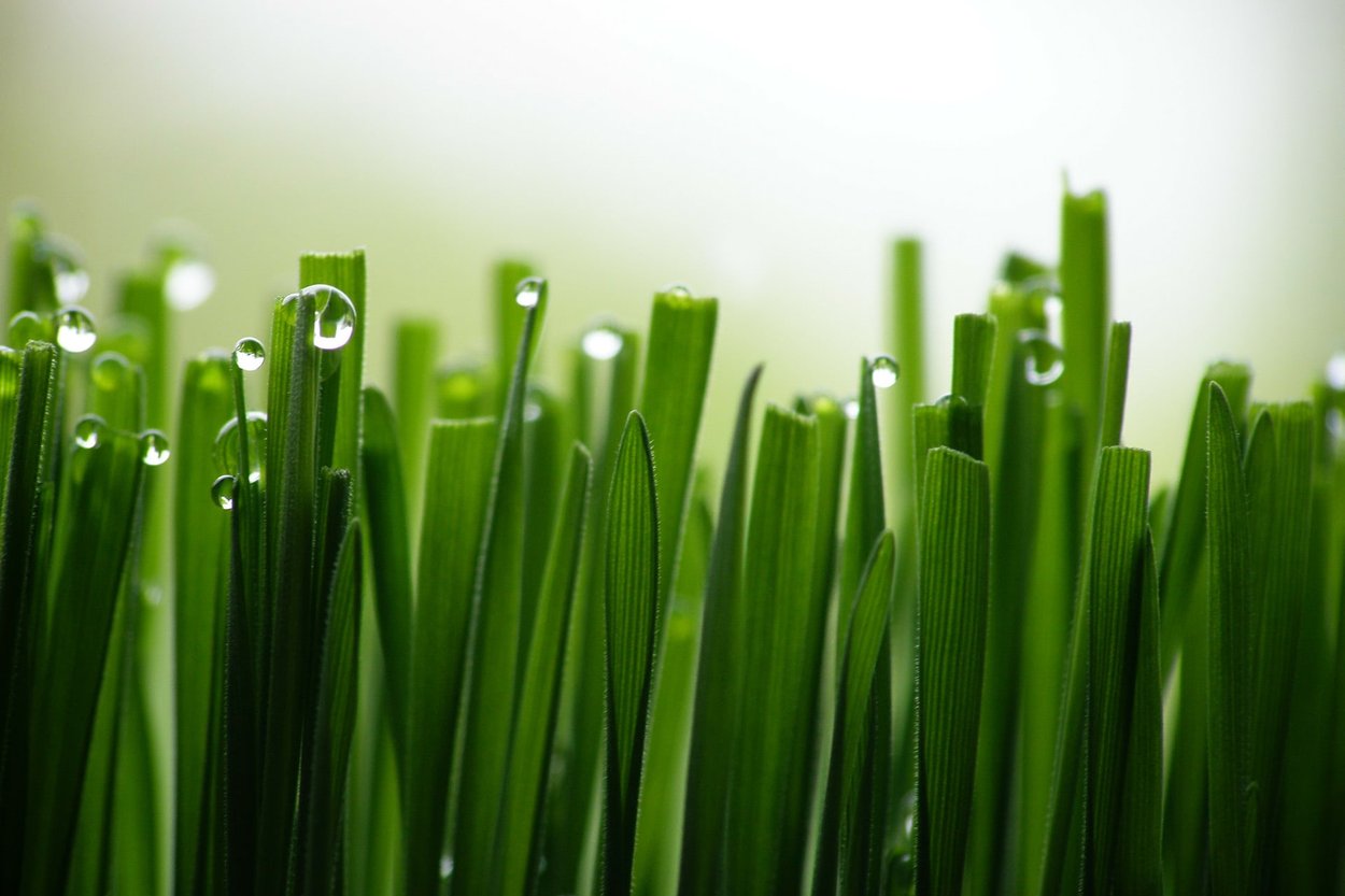 Fresh Cut Grass perfume ingredient Wikiparfum