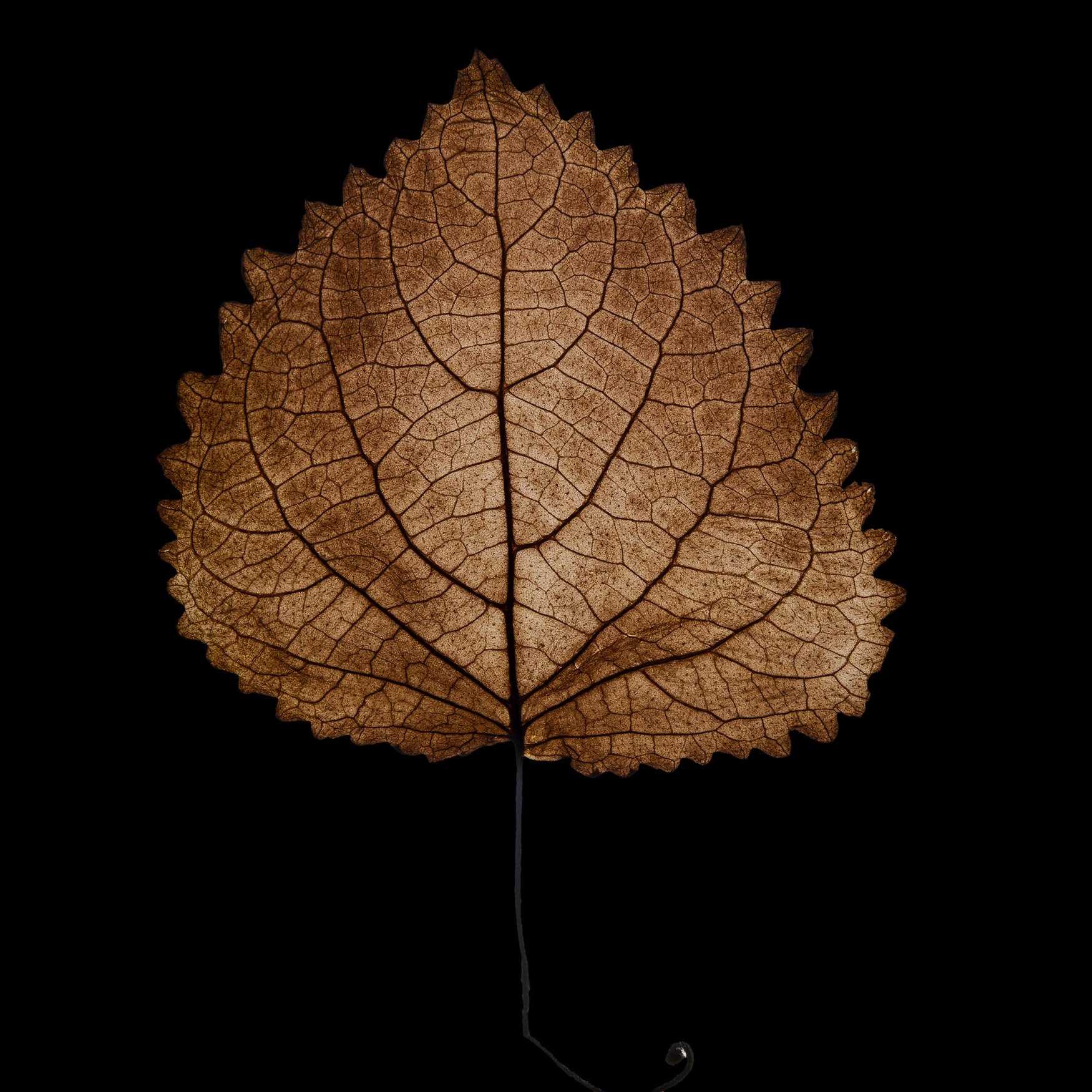Clearwood (Patchouli note)