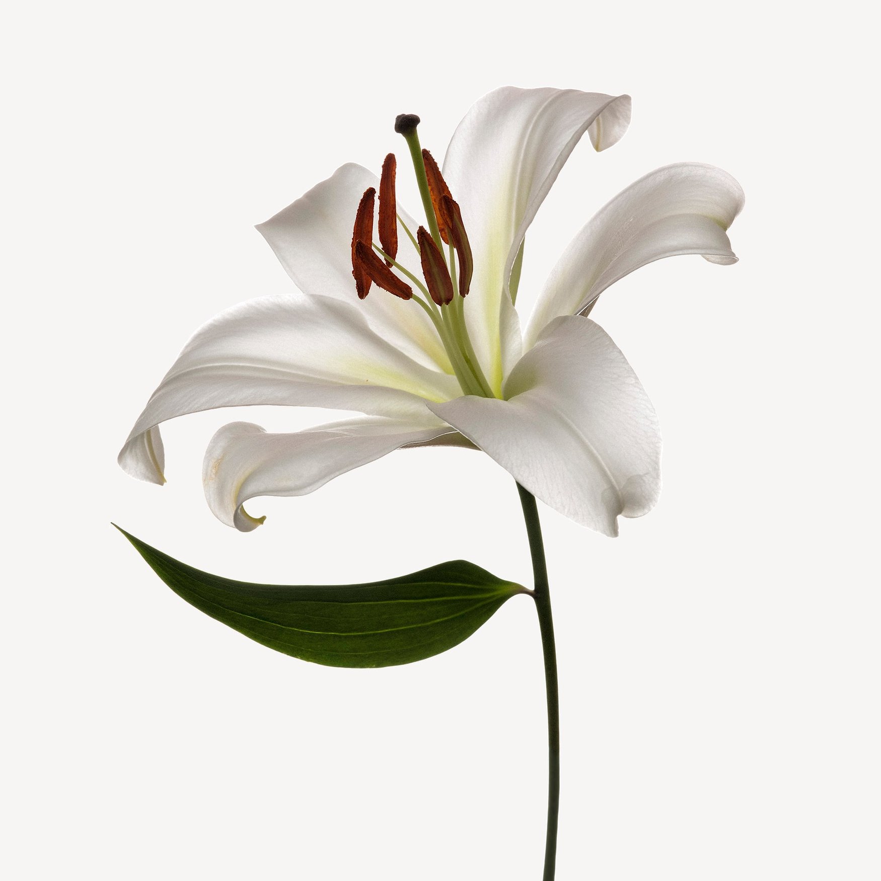 Lys