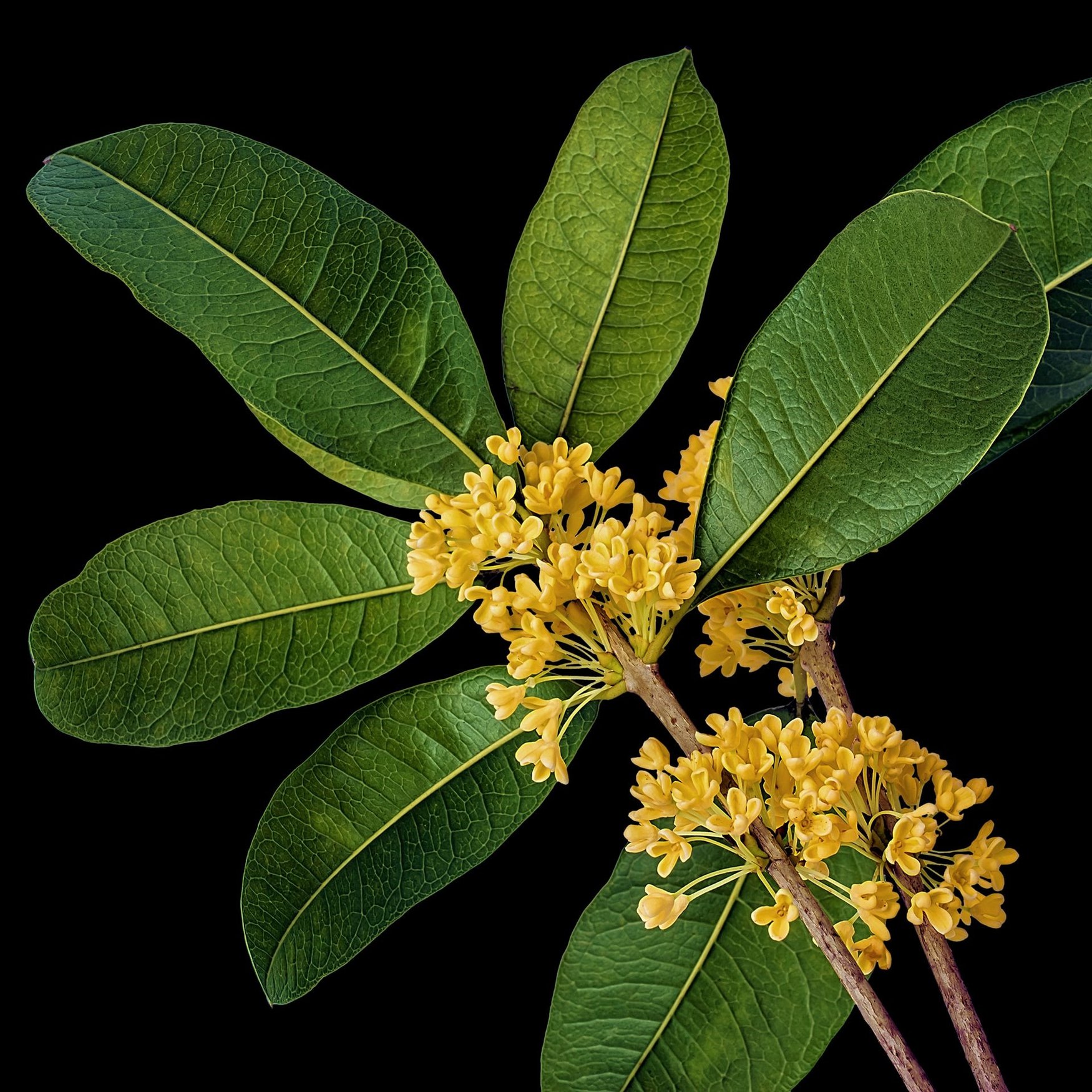 Duftblüte