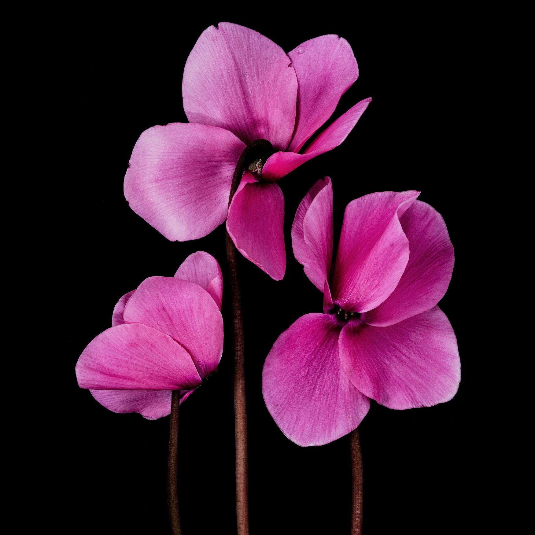 Cyclamen