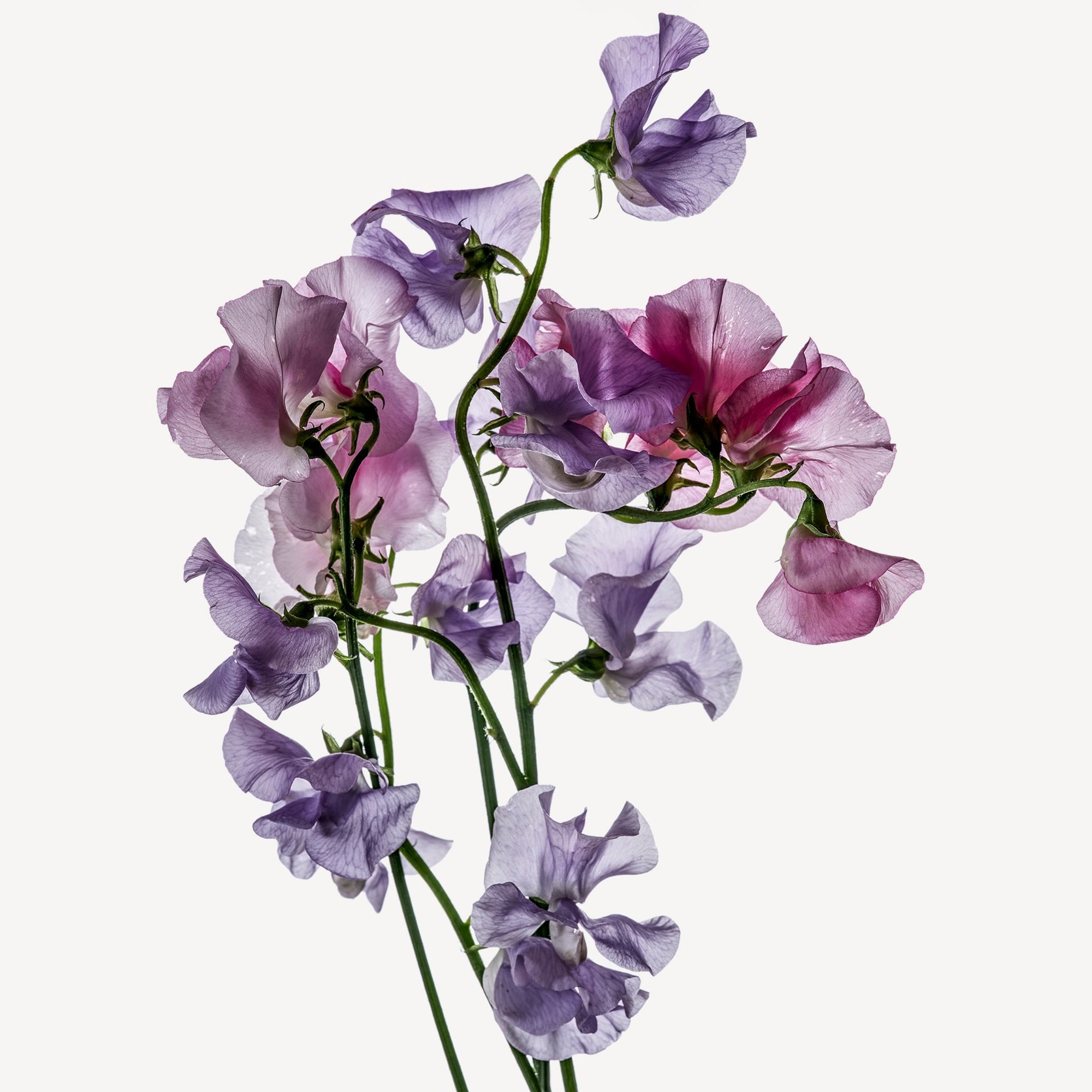 香豌豆香水成分- Wikiparfum