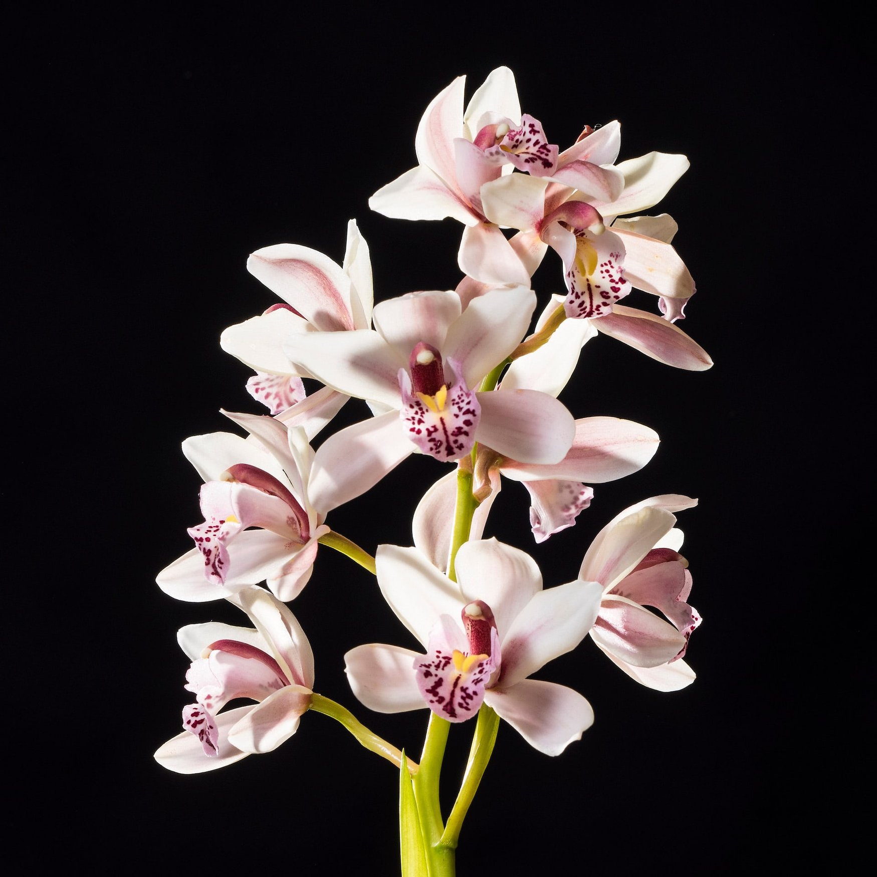 Fiore di mandorlo