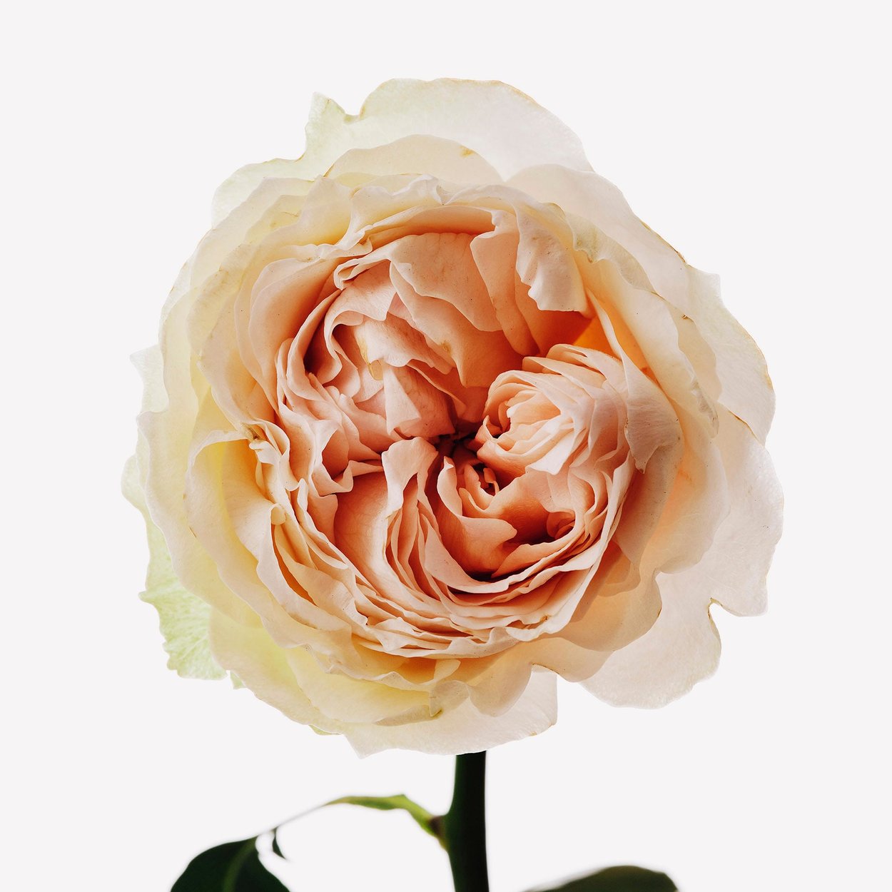 Rose Centifolia perfume ingredient - Wikiparfum