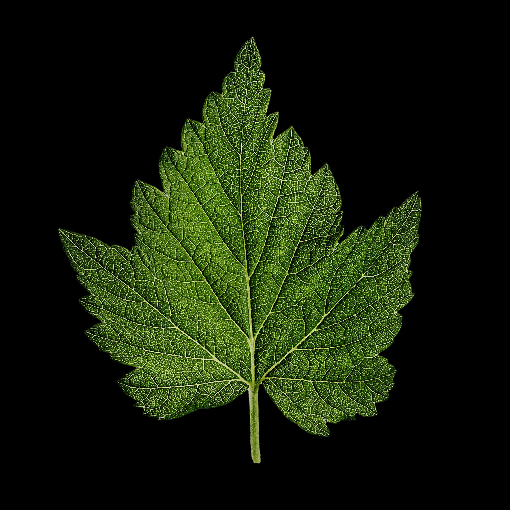 Hojas de Grosellero Negro