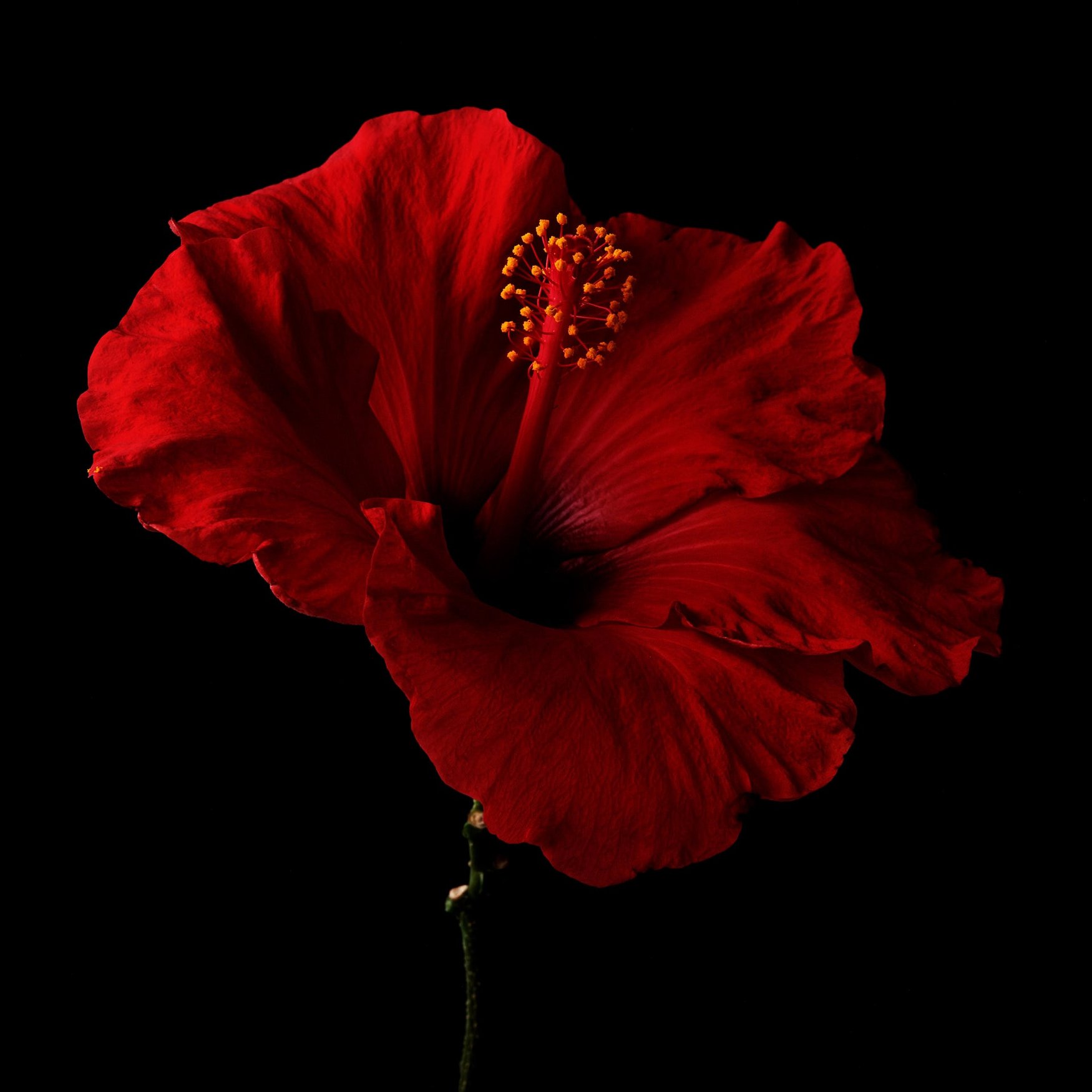 Hibiscus