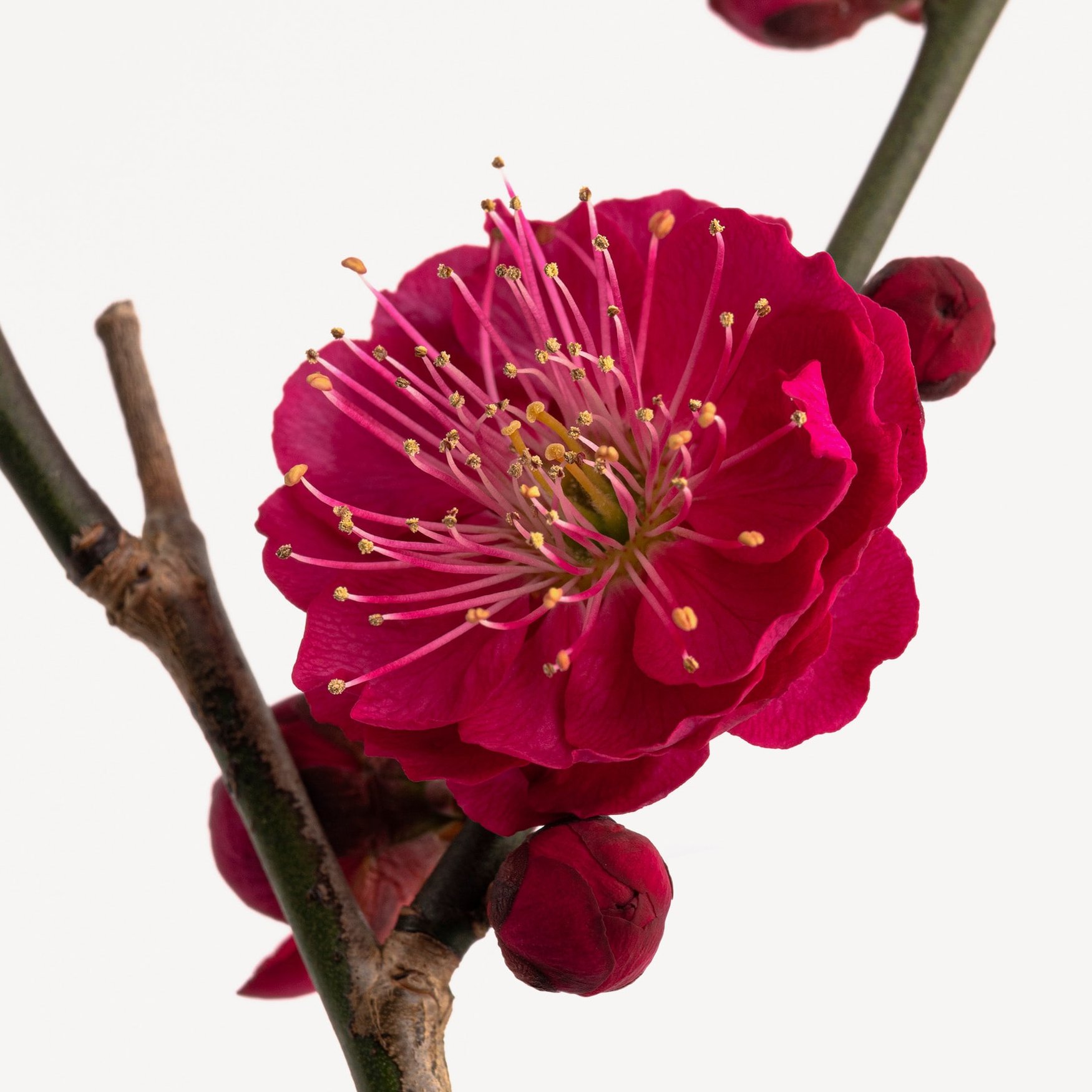 Fleur de Prunier