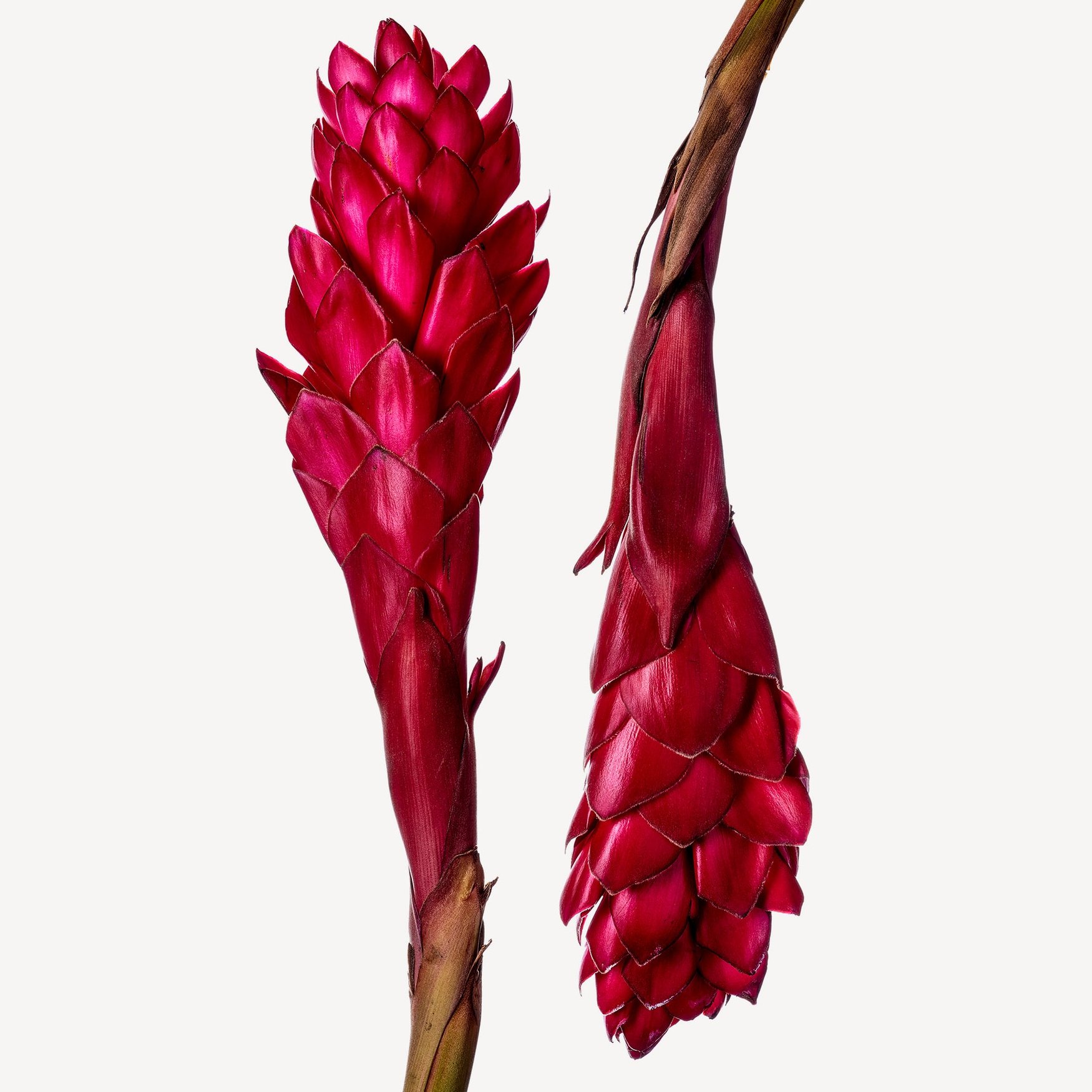 Ingwerblüte