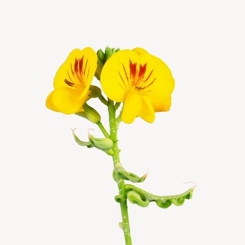 YRUPÉ perfume by Fueguia 1833 - Wikiparfum