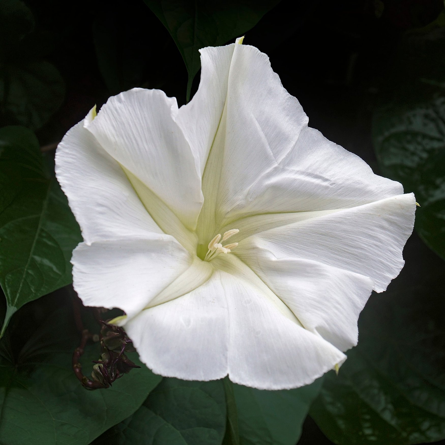 Datura