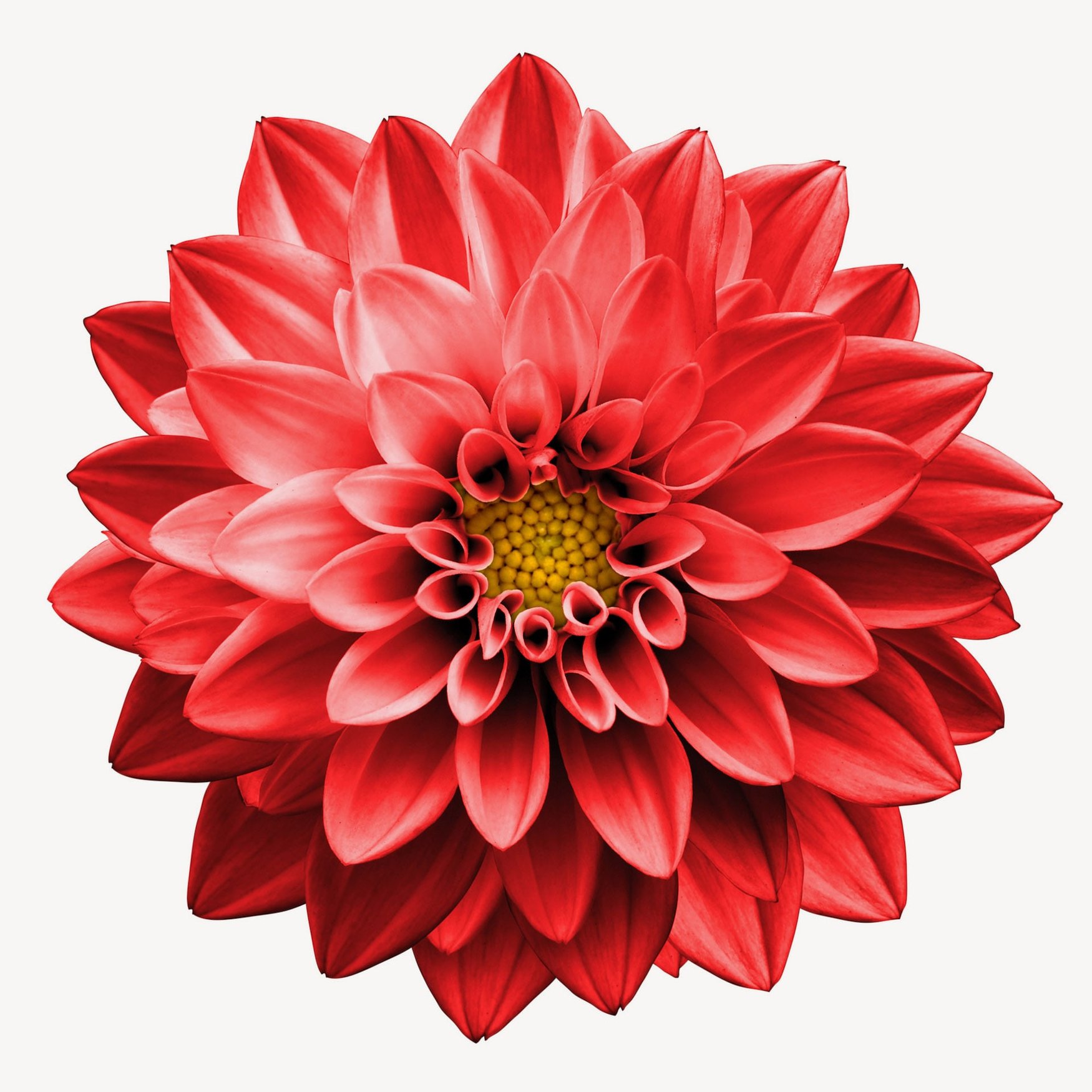 Dahlia