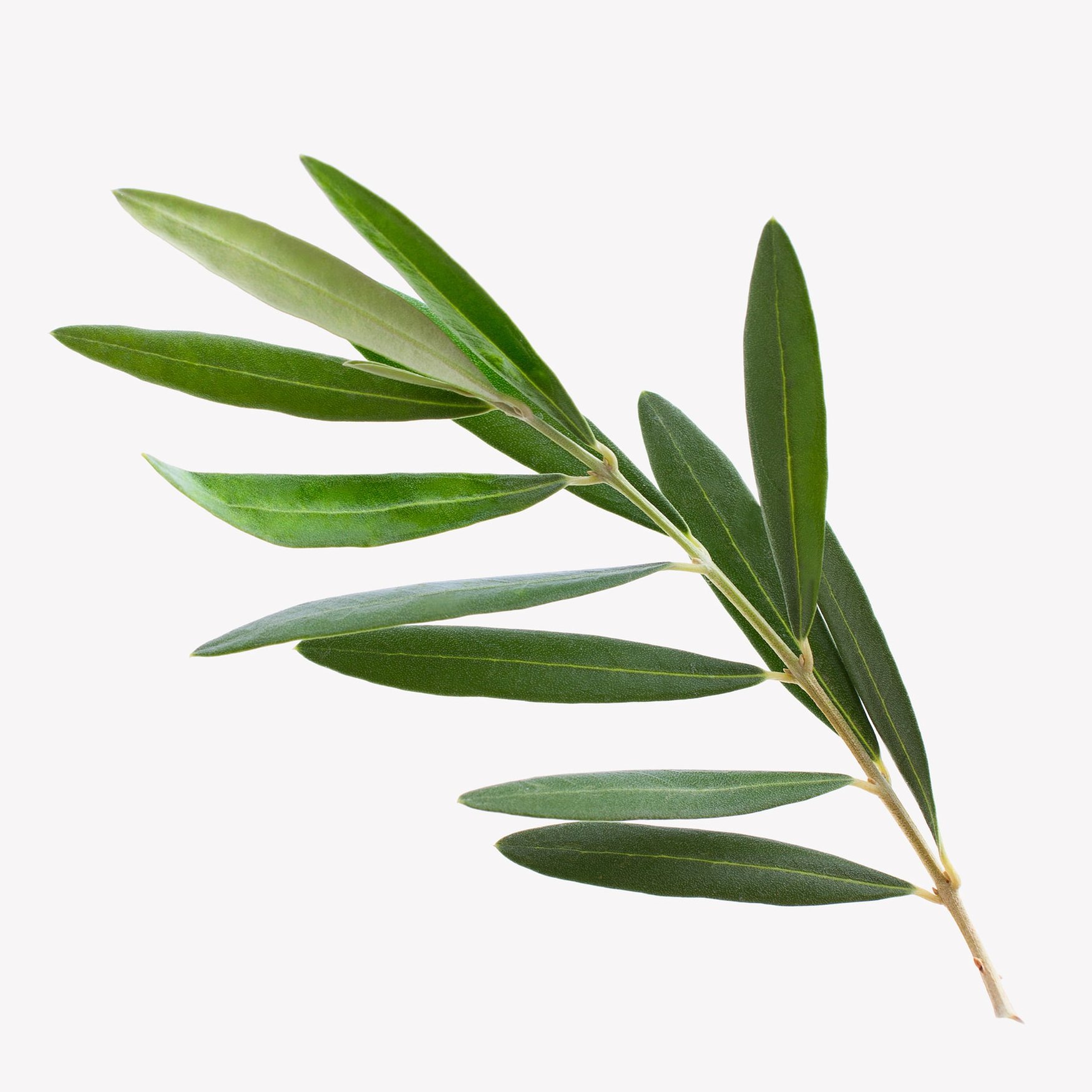 Olive Leaf