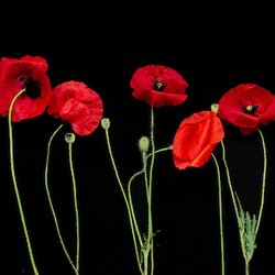 Poppy