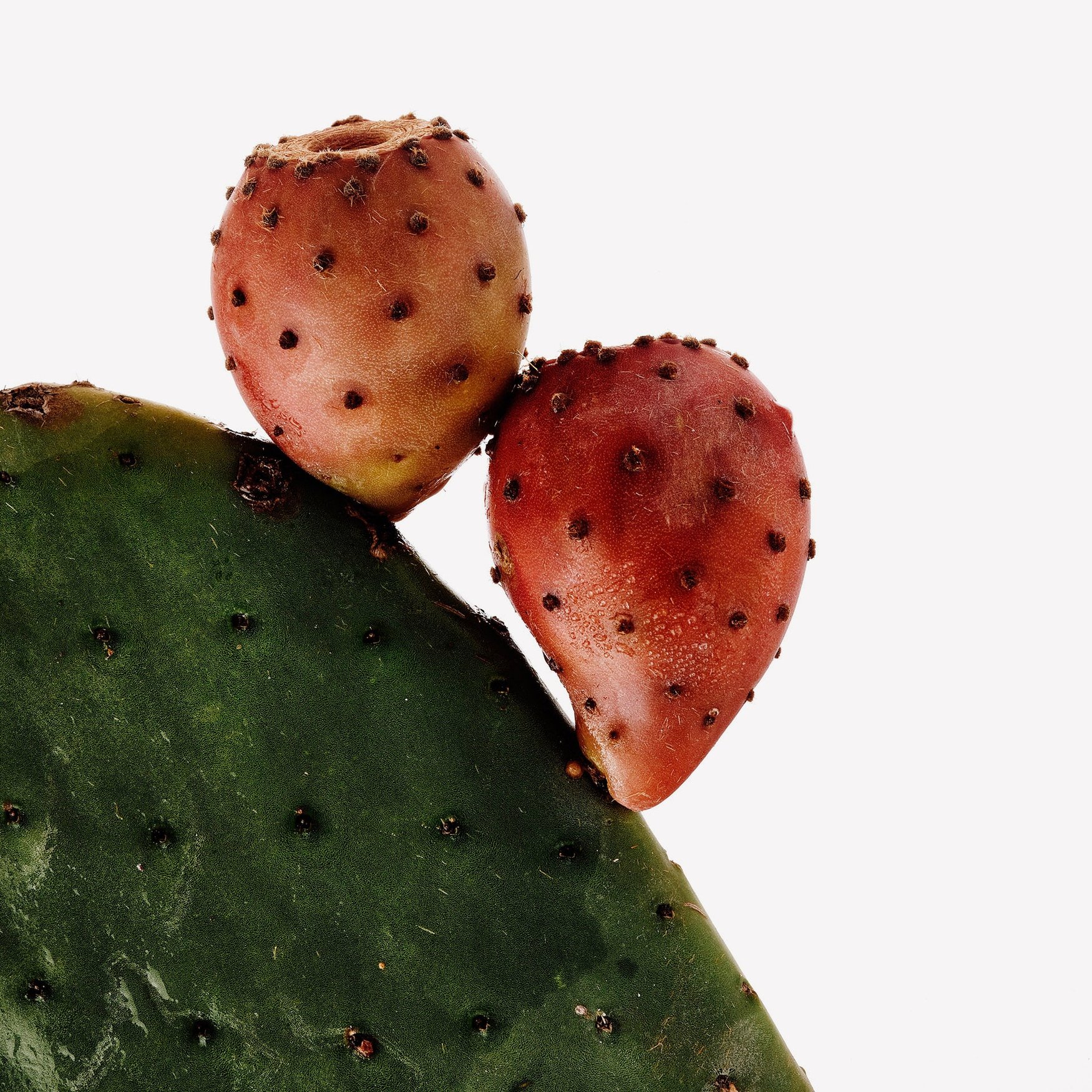 Prickly pear