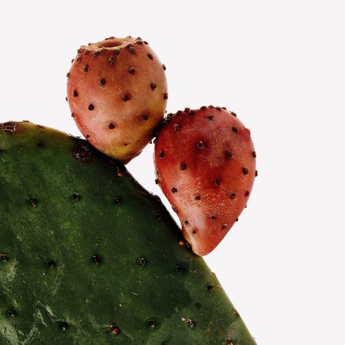calathea firestar Calathea Majestica Whitestar | Pet Friendly House Plant
