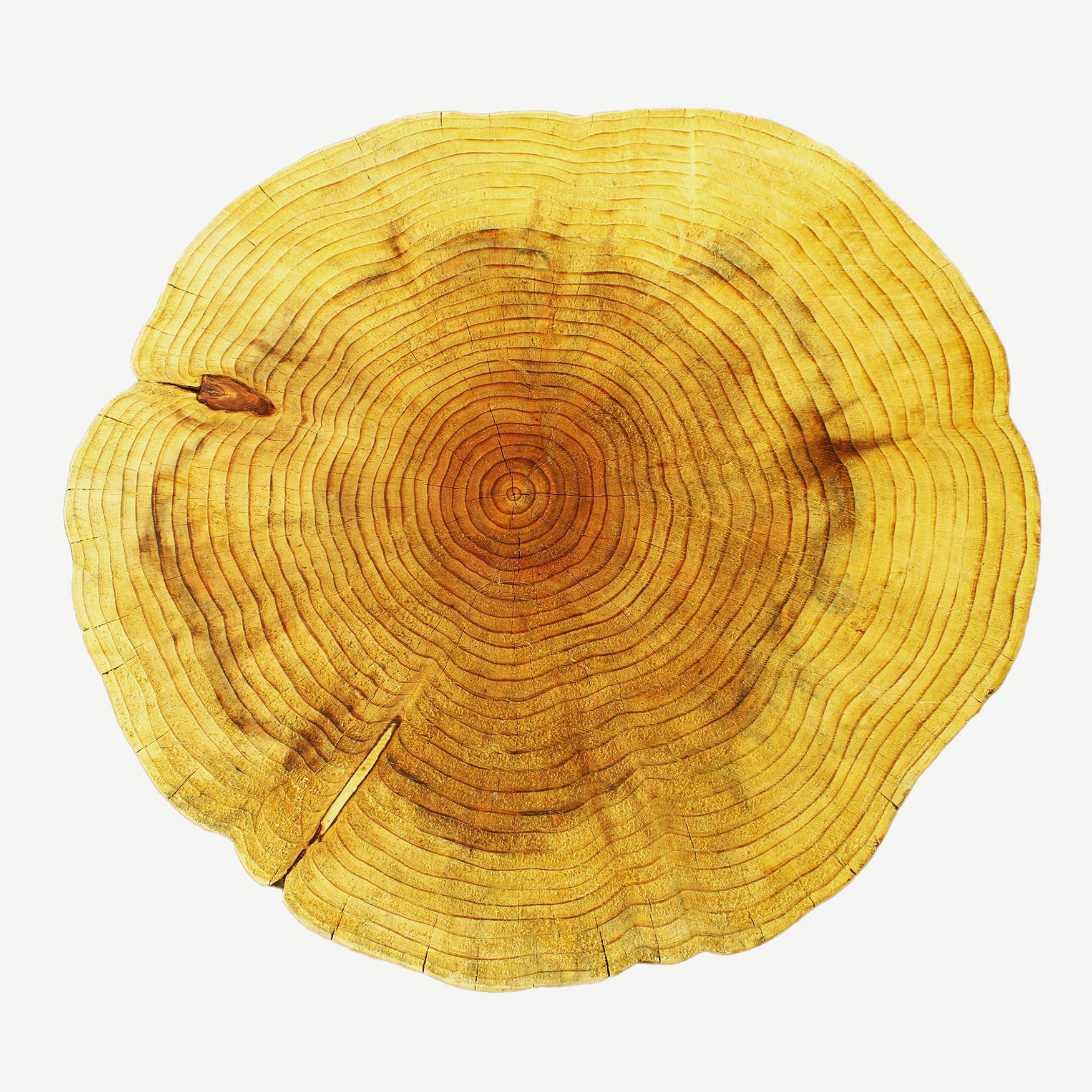 Mammutbaum