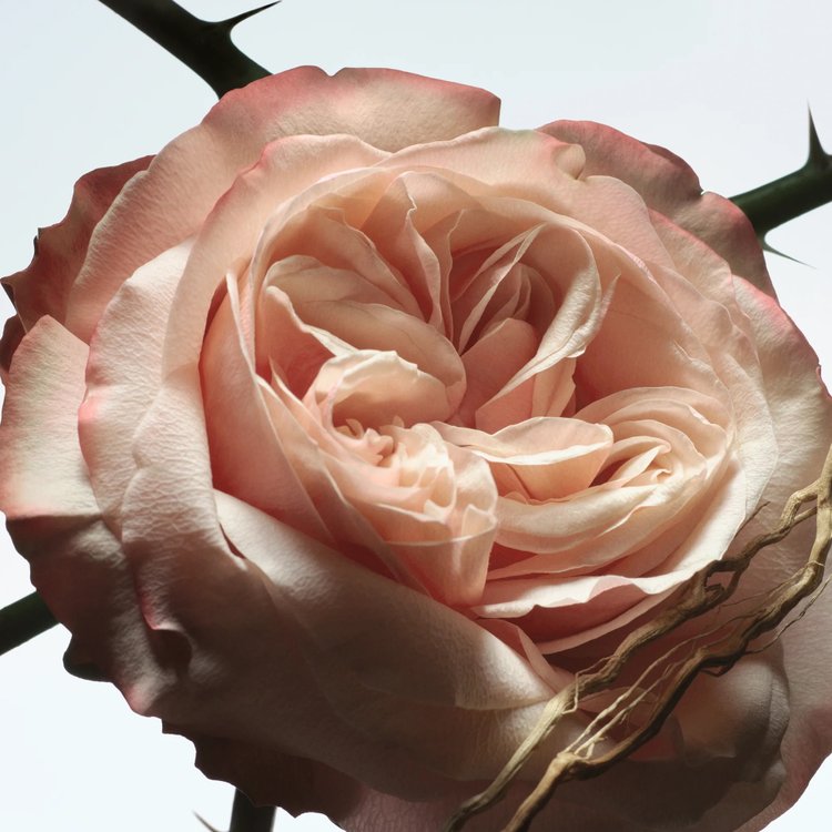 ROSA CARNIVORA香水由Dries Van Noten制作- Wikiparfum