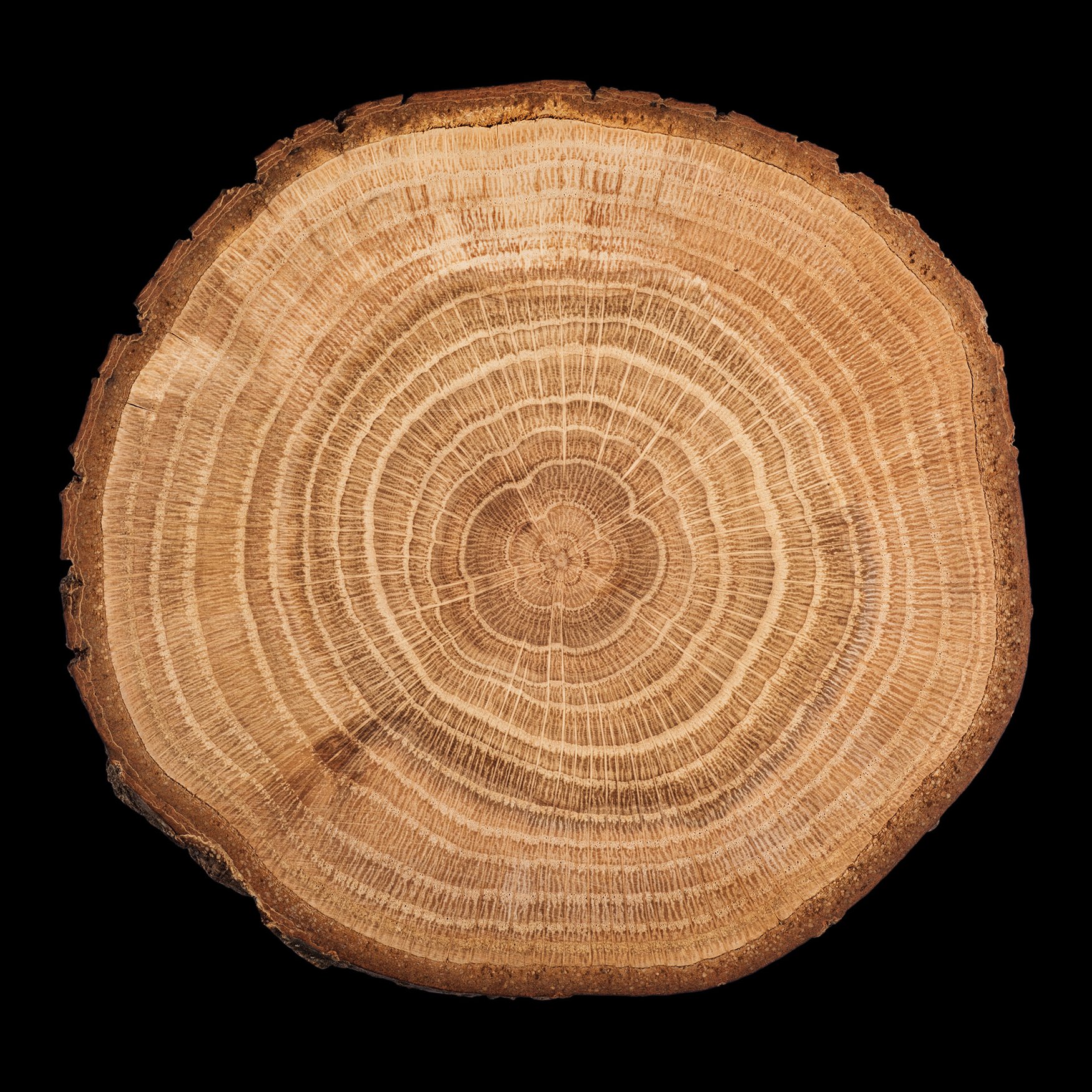 Pampelmusenholz