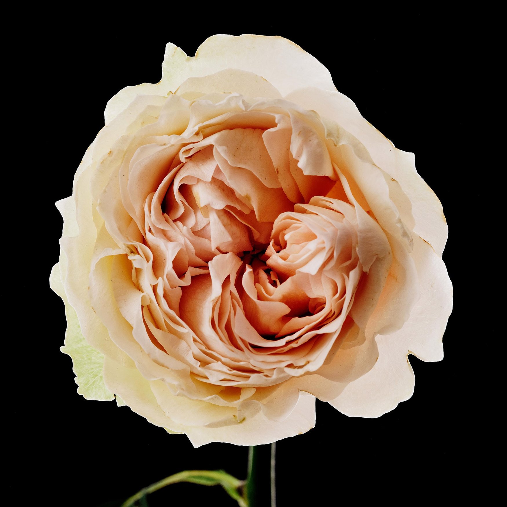 Rosa Centifolia